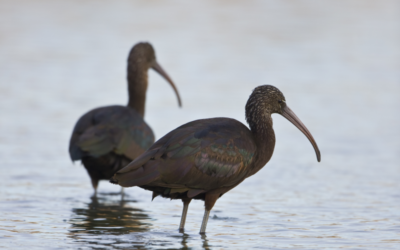 @territorioEUROBIRD