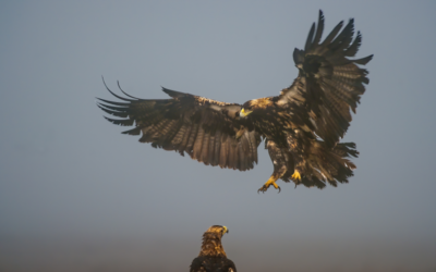 Site EUROBIRD