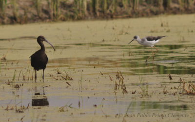 CADERNO DE CAMPO. IBIS PRETO.