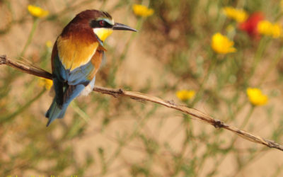 CUADERNO DE CAMPO. MIL COLORES