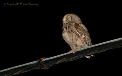CUADERNO DE CAMPO. UNA NOCHE DE VERANO