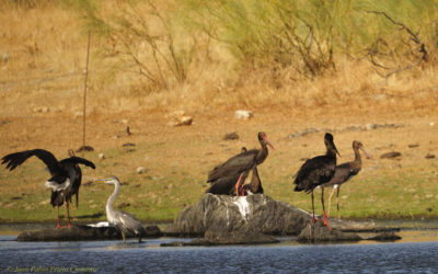 CUADERNO DE CAMPO. EL OASIS DEL ESTÍO.