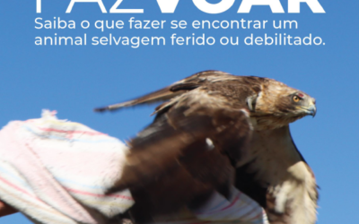 CÁMARA MUNICIPAL DE CASTELO BRANCO. CAMPAÑA DE SENSIBILIZACIÓN.