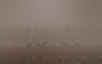 CUADERNO DE CAMPO. PURO INVIERNO.